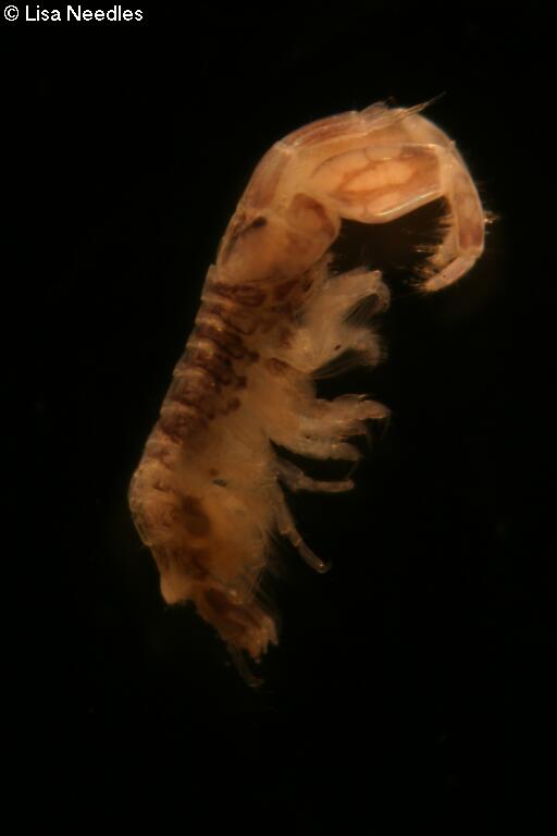 Image of Laticorophium baconi